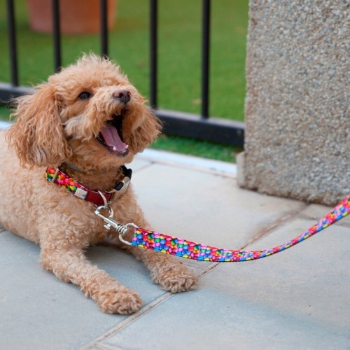Coleira Pappy para cães com guloseimas de chocolate