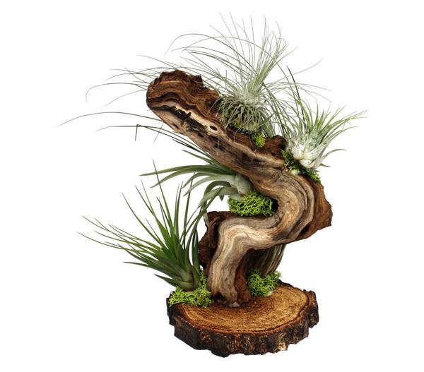 Tillandsien-Arrangement auf Wurzelbaum -