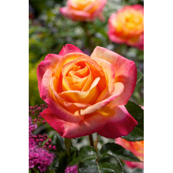 Rozen verschillende soorten hoogte 60 cm