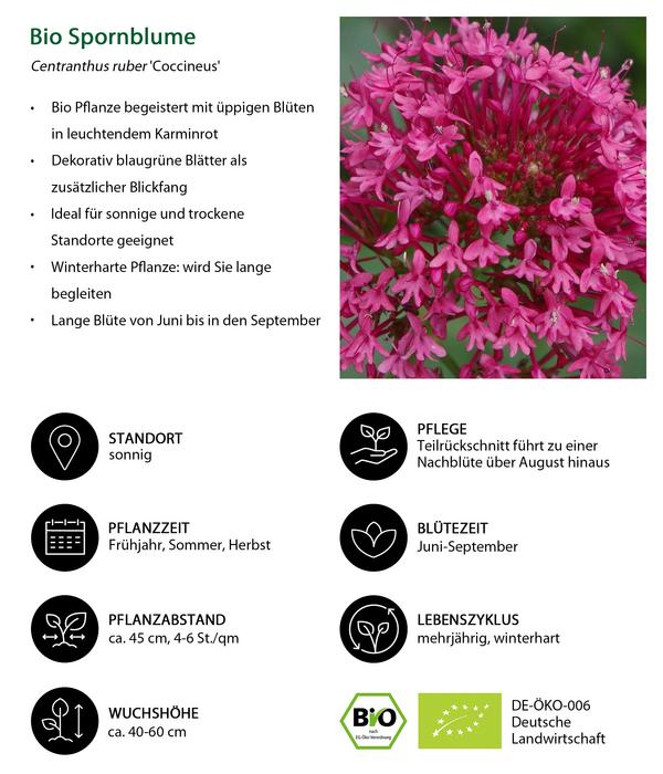 Bio Spornblume 'Coccineus'
