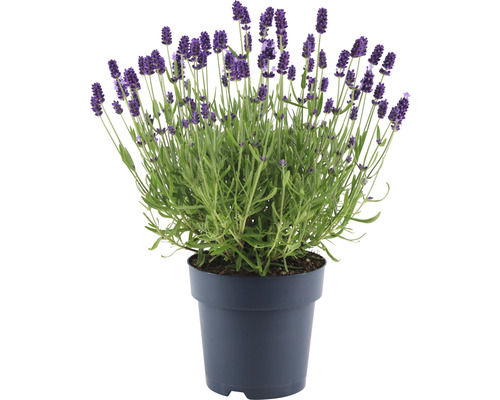 Lavendel FloraSelf Lavandula angustifolia 'Felice' H 20-25 cm Co 1,5 L