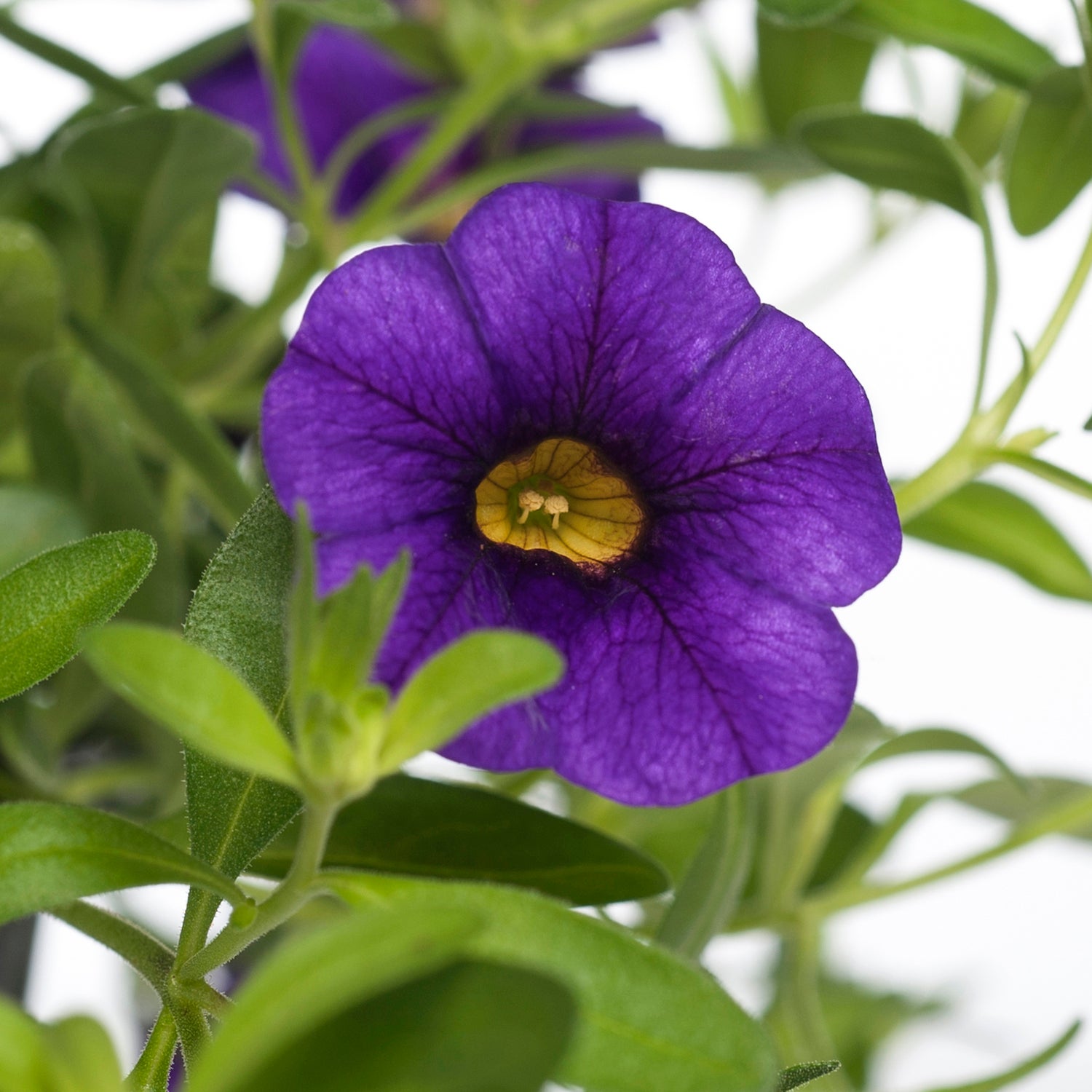 Minipetunia (Calibrachoa) D 12 H 10 cm