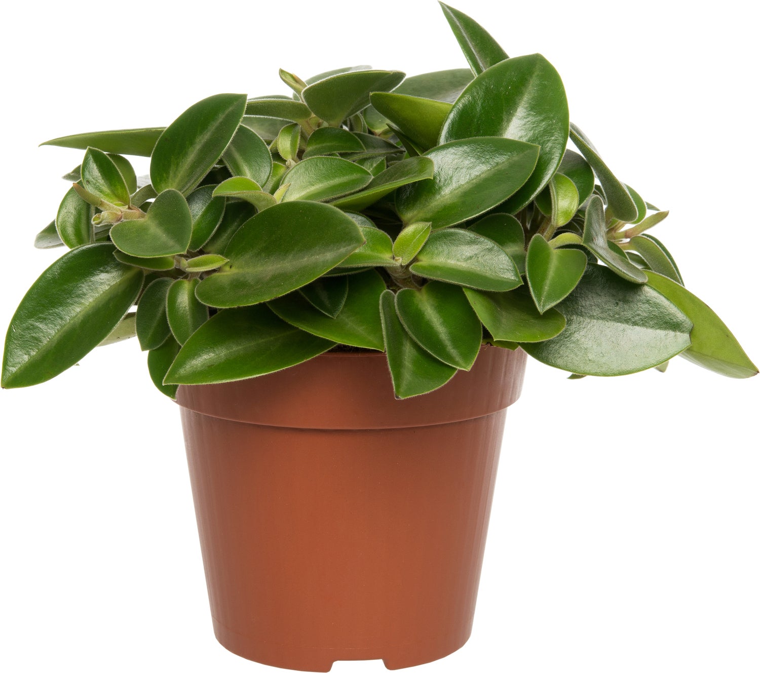 Peperomia (Peperomia 'Pixie) D 12 H 20 cm