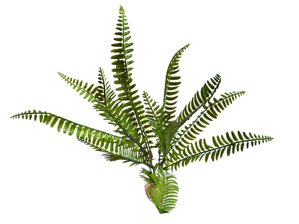 Samambaia de 35 cm para decoração de terrário