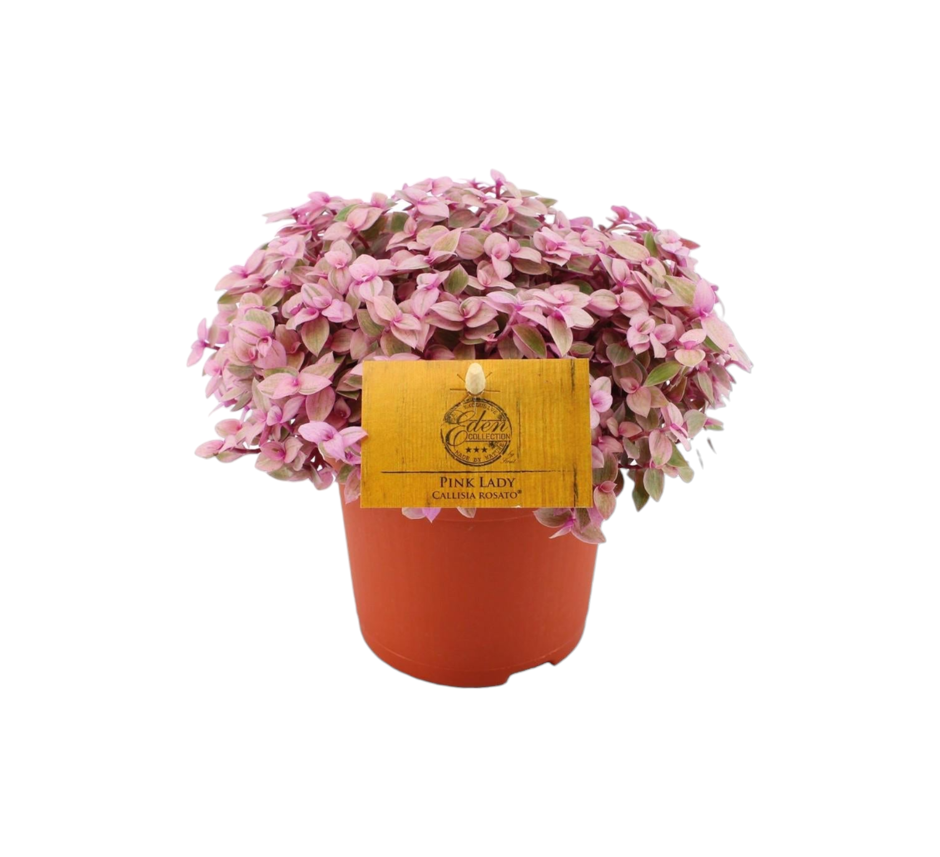 Plante d'intérieur - callisia rosato 15cm