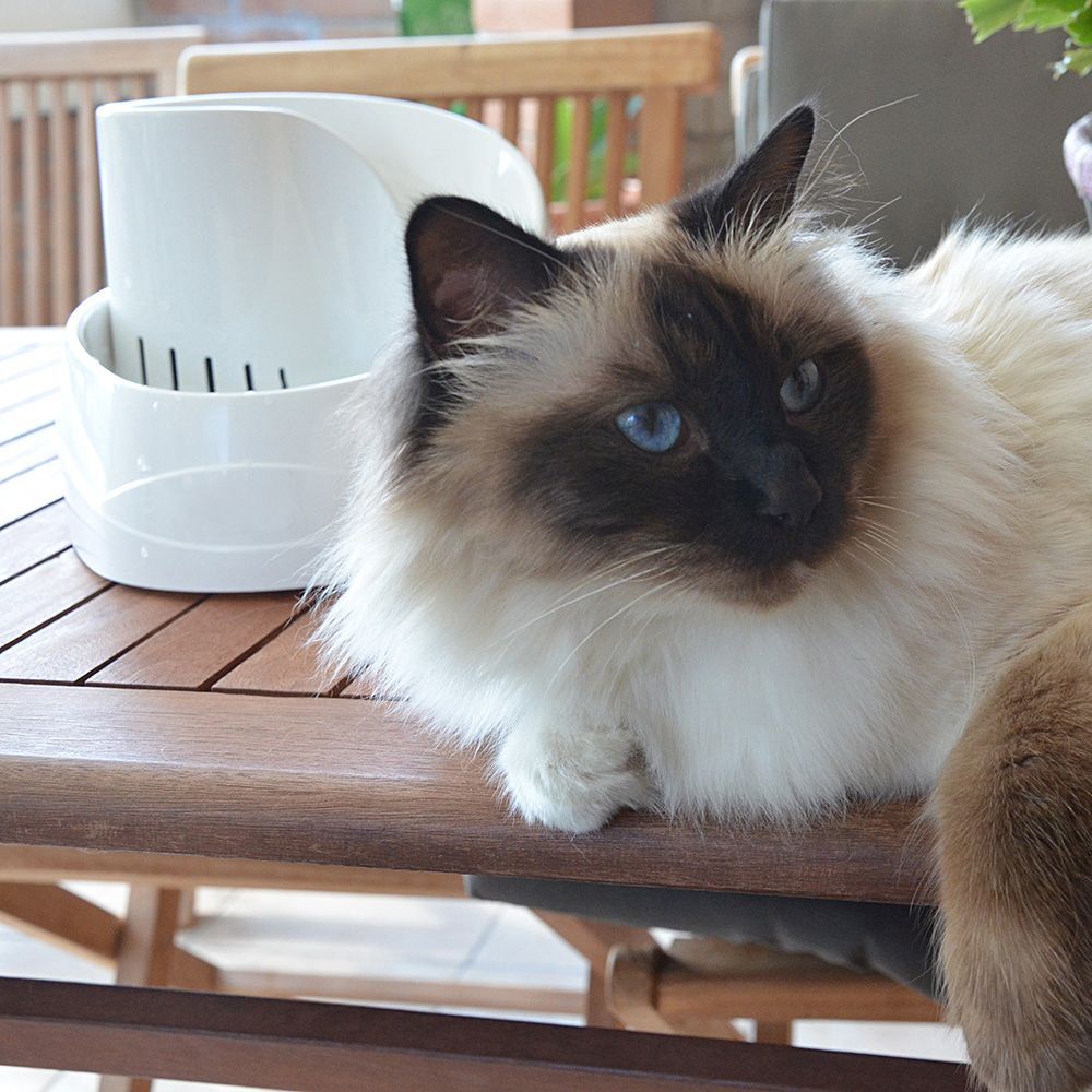 Ferplast fontaine pour chats et chiens de petite taille vega, 2 litres, avec protection antibactérienne permanente, effet source