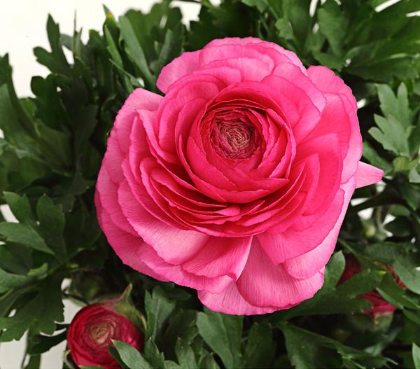 Beet- & Balkonpflanzen-Set Rosa Frühling,