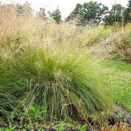 Parelgras (Sporobolus heterolepis) D 9 H 10 cm