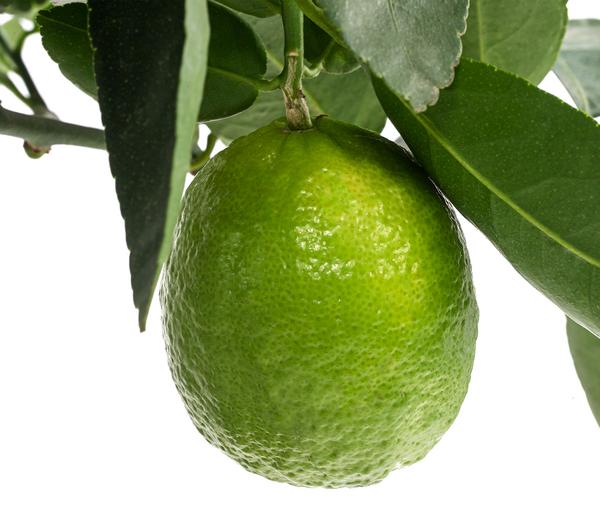 Persische Limette 'Lima Verde'