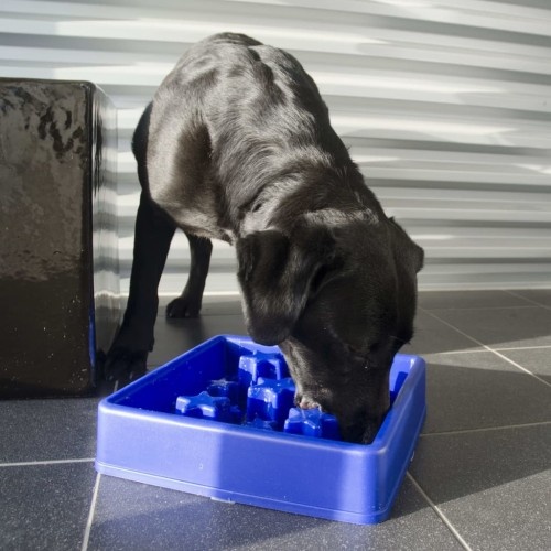Comedouro lento quadrado para cães, azul