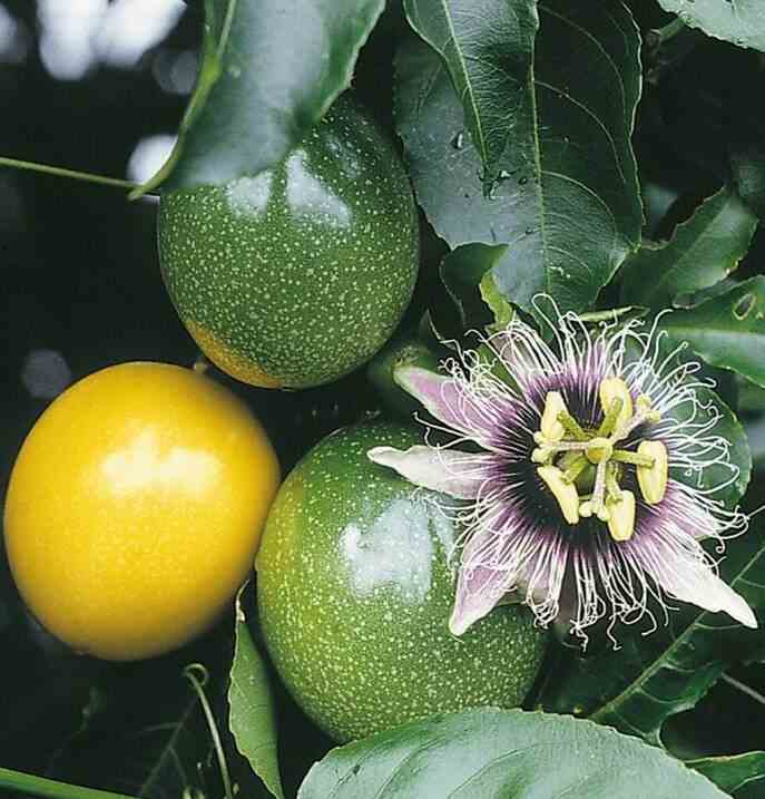 Passiflora ligularis (grenadelle, grenadille sucrée, grenadille douce) taille jeune plant - 10/20 cm