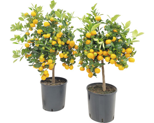 Orange FloraSelf Citrus calamondin H 70-90 cm Ø 24 cm pot