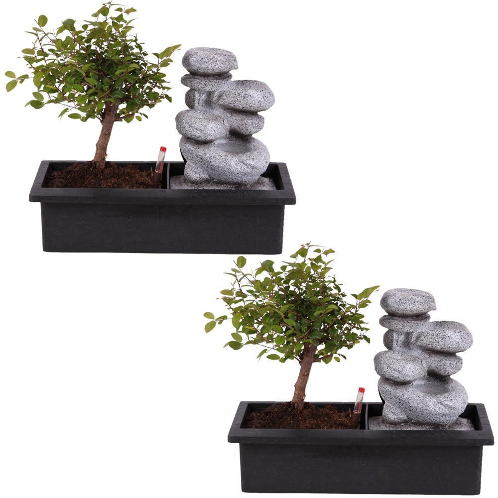 Bonsaï avec système d'eau - pierres zen - set de 2 - hauteur 25-35cm