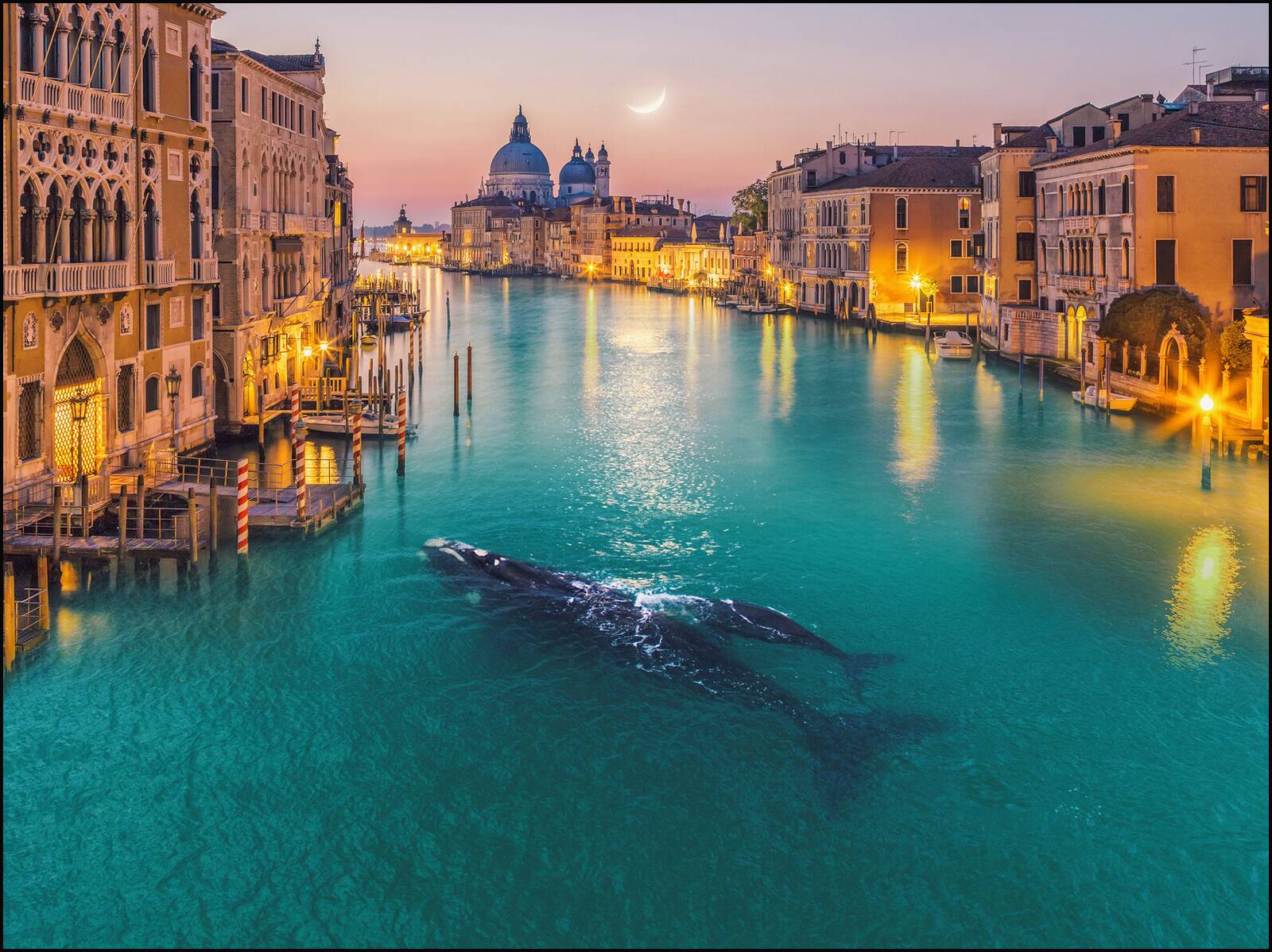 Whale in Venice by Robert Jahns - Open Edition.