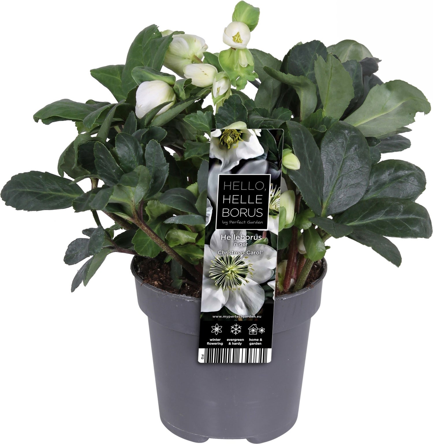 Kerstroos (Helleborus niger 'Christmas Carol') D 12 H 25 cm