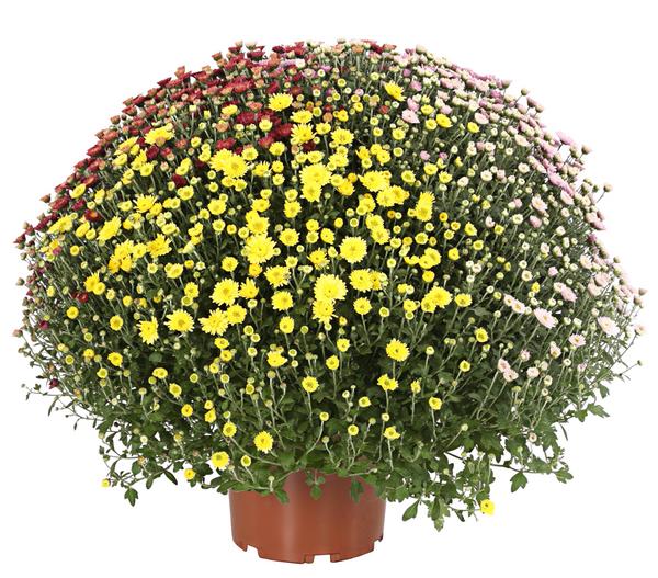 Herbst Chrysanthemen-Trio