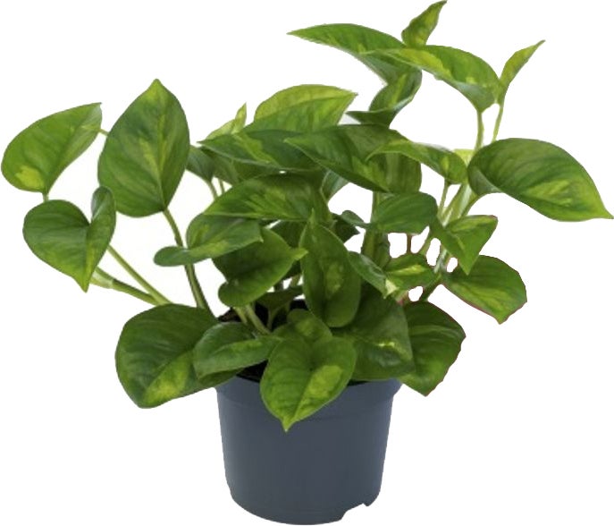 Drakenklimop (Epipremnum pinnatum 'Global Green') D 12 H 20 cm