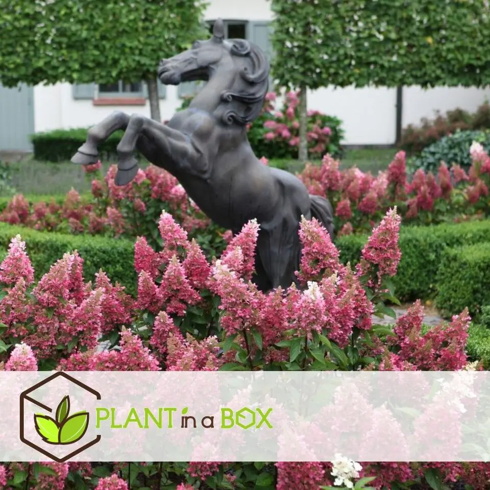 Pluimhortensia - Set van 2 - Hydrangea 'Pinky Winky' - Hoogte 25-40cm - ⌀19cm