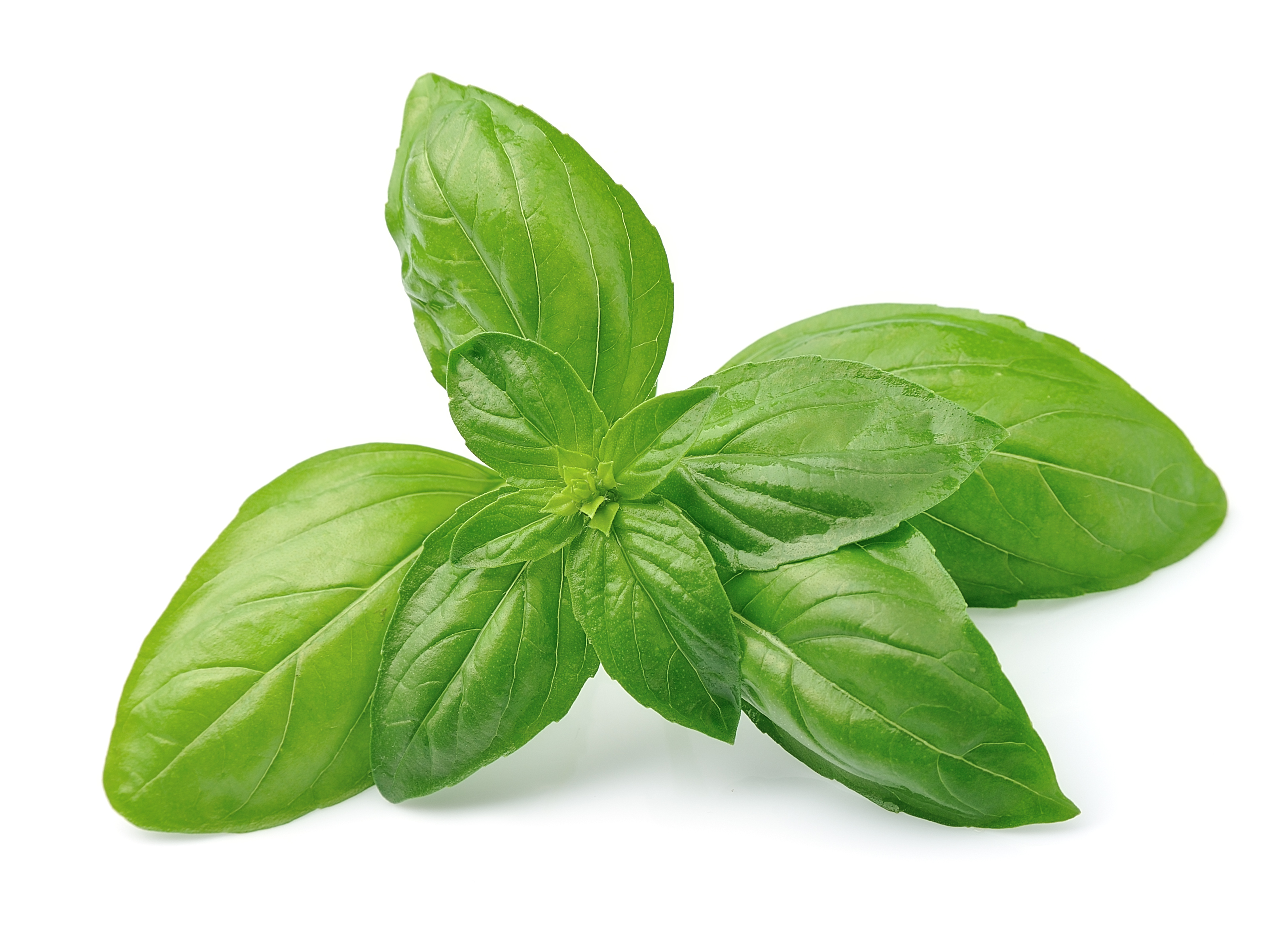 Sachet de graines de basilic grand vert - sachet de 1,5 grammes - petite entreprise française - made in france