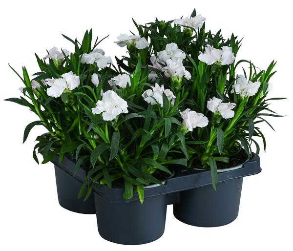 Garten-Nelke, verschiedene Farben, 4er-Set