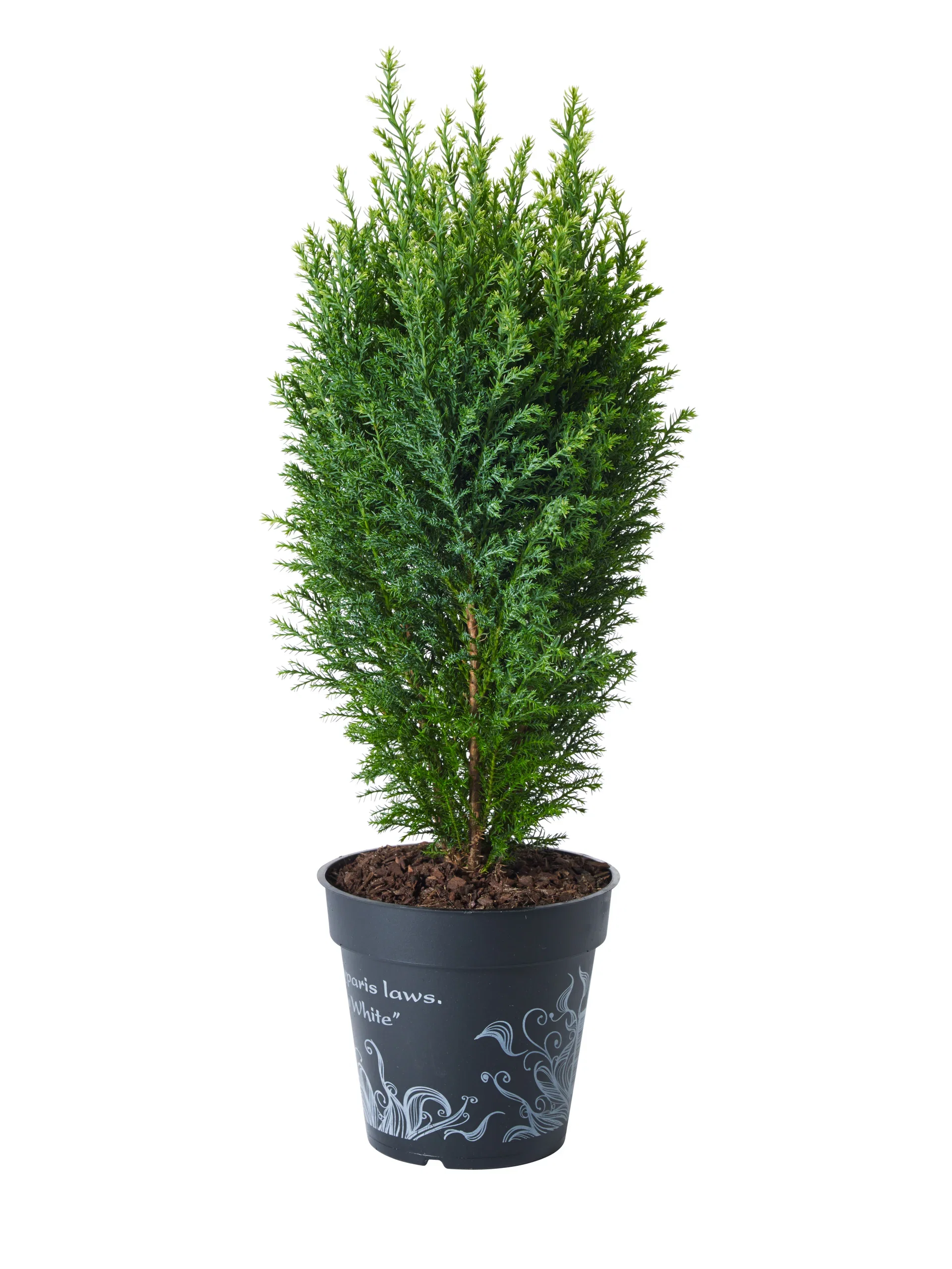 Chamaecyparis lawsoniana 'Ellwoodii' Lawsonsypress 'Ellwoodii' Høyde 40 cm