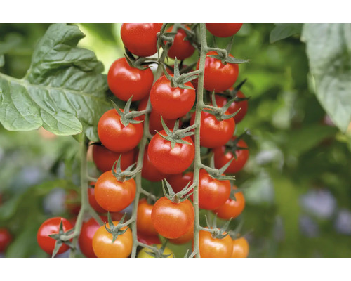 Rode cherrytomaat, pot Ø 10,5 cm, bijzonder ziekteresistent
