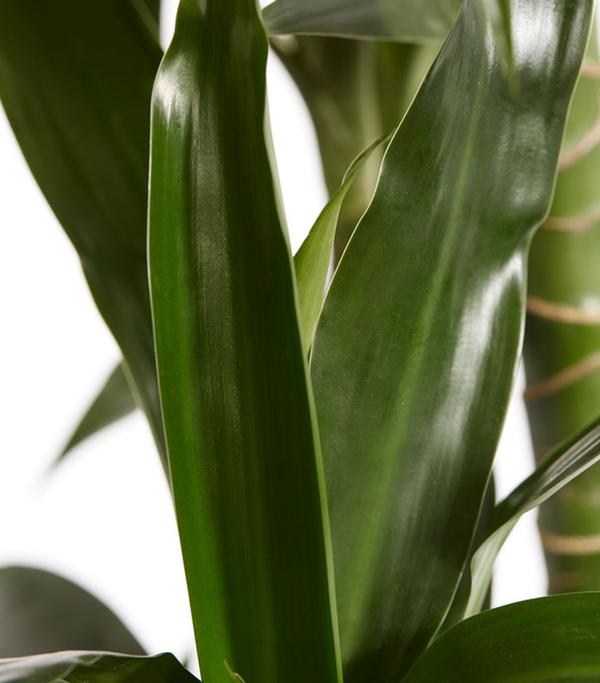 Drachenbaum - Dracaena fragrans 'Lisa'