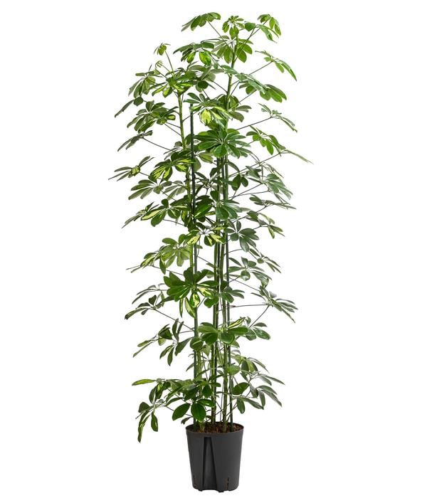 Strahlenaralie - Schefflera arboricola 'Gold