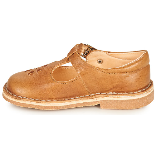 Aster - DINGO - Camel