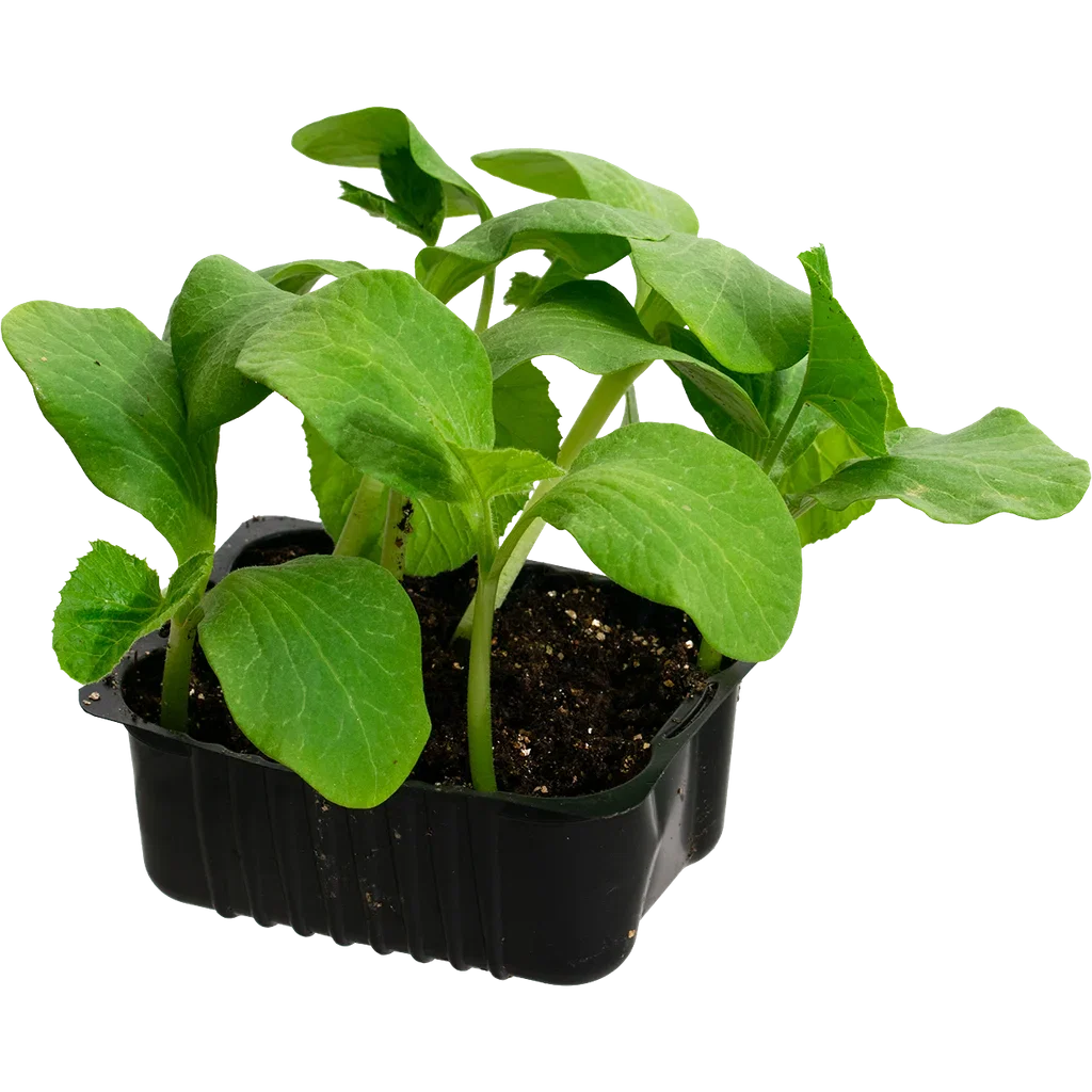 Cucurbita maxima (Mammoth Group) 'Rouge Vif d'Etampes' Gresskar 'Rouge Vif d'Etampes' Ø14 cm
