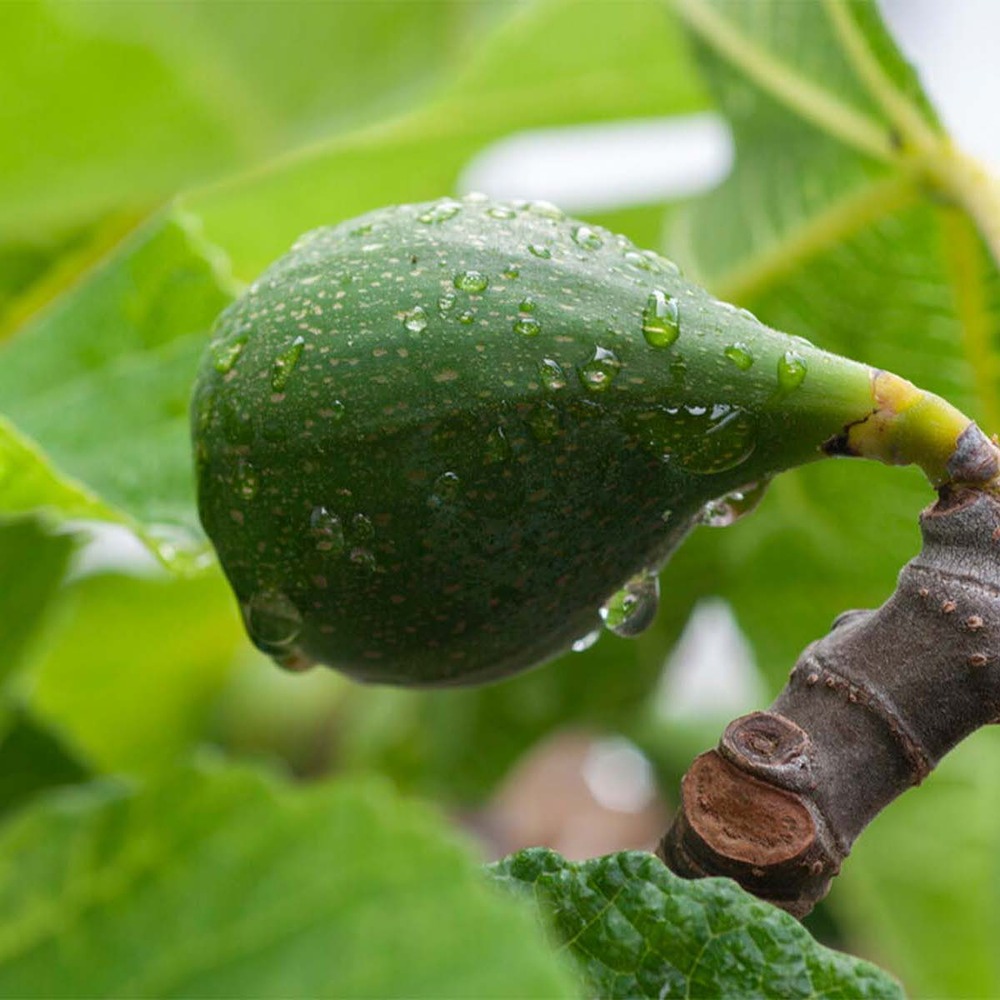 Ficus carica – figuier – arbre fruitier – rustique – ⌀17 cm - ↕60-70 cm