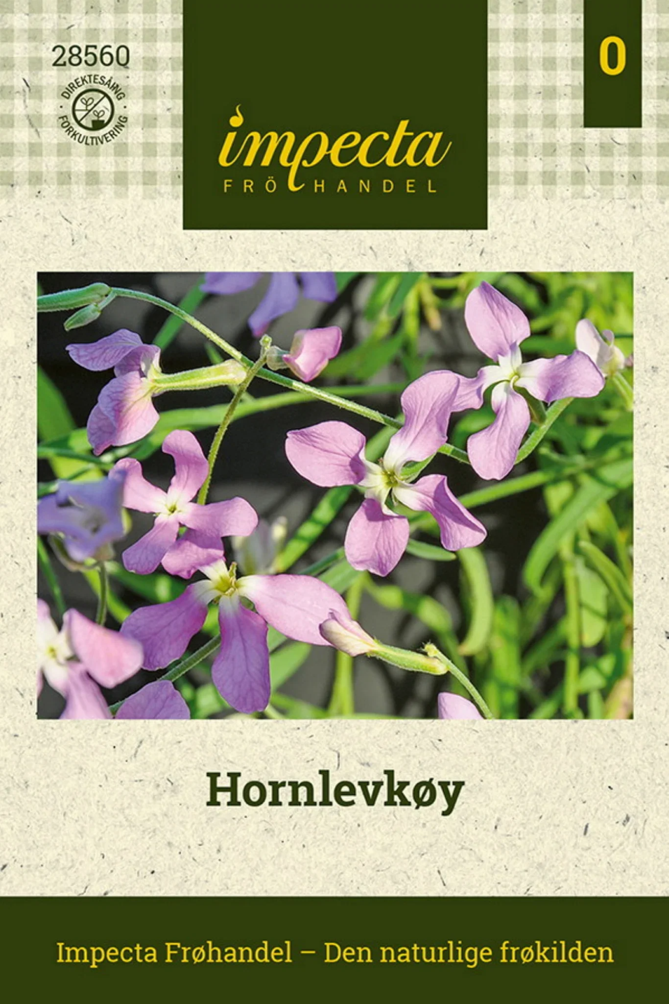 Matthiola longipetala ssp. Bicornis Hornlevkøy
