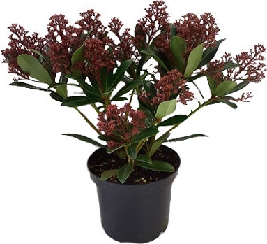 Skimmia (Skimmia japonica 'Rubesta') D 15 H 25 cm