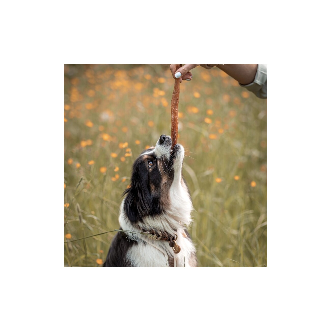 Bellfor Gesunder Hundesnack - Hirsch-Sehne