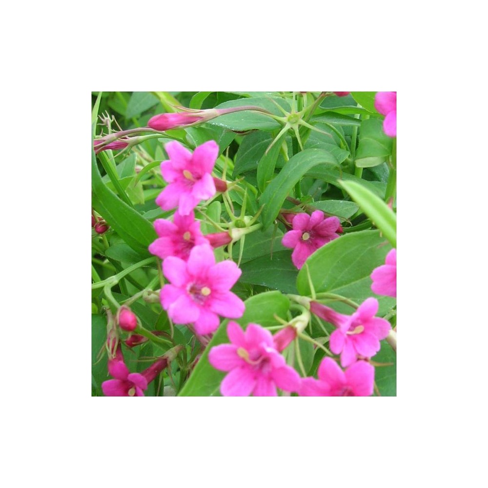 Jasmin beesianum/jasminum beesianum[-]godet - 5/10 cm