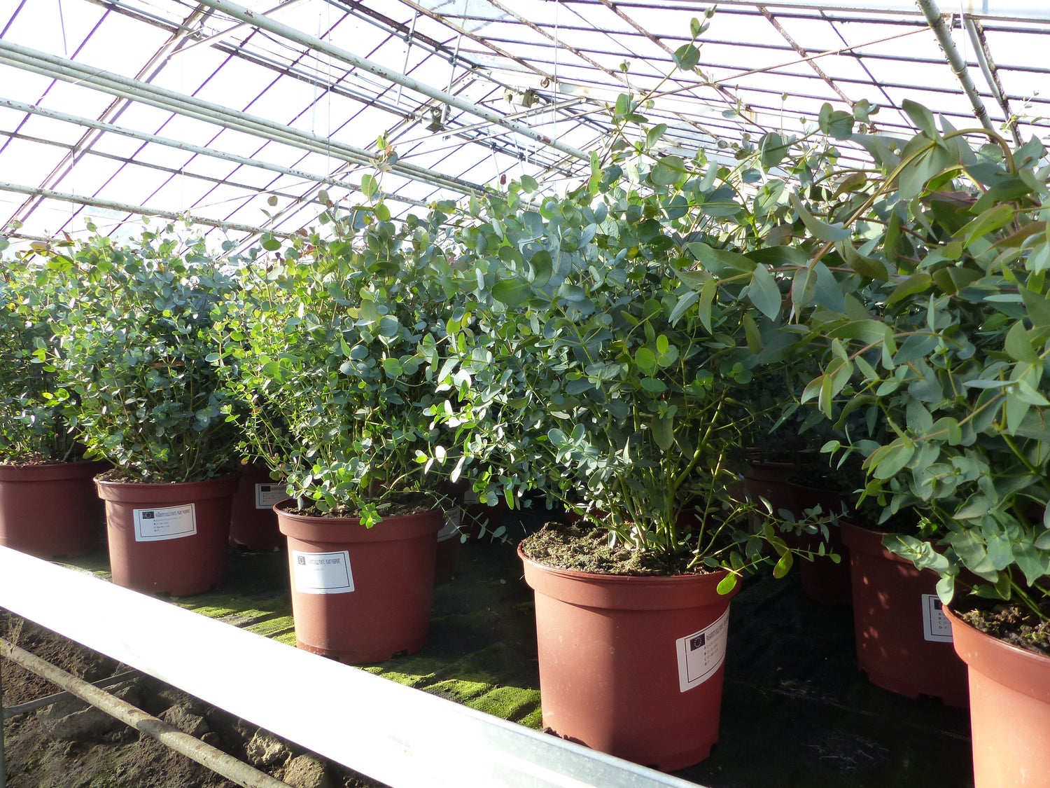 XXL Eucalyptus Gunni Gunnii Bush Eucalyptusboom 80 - 100 cm, Winterharde plant