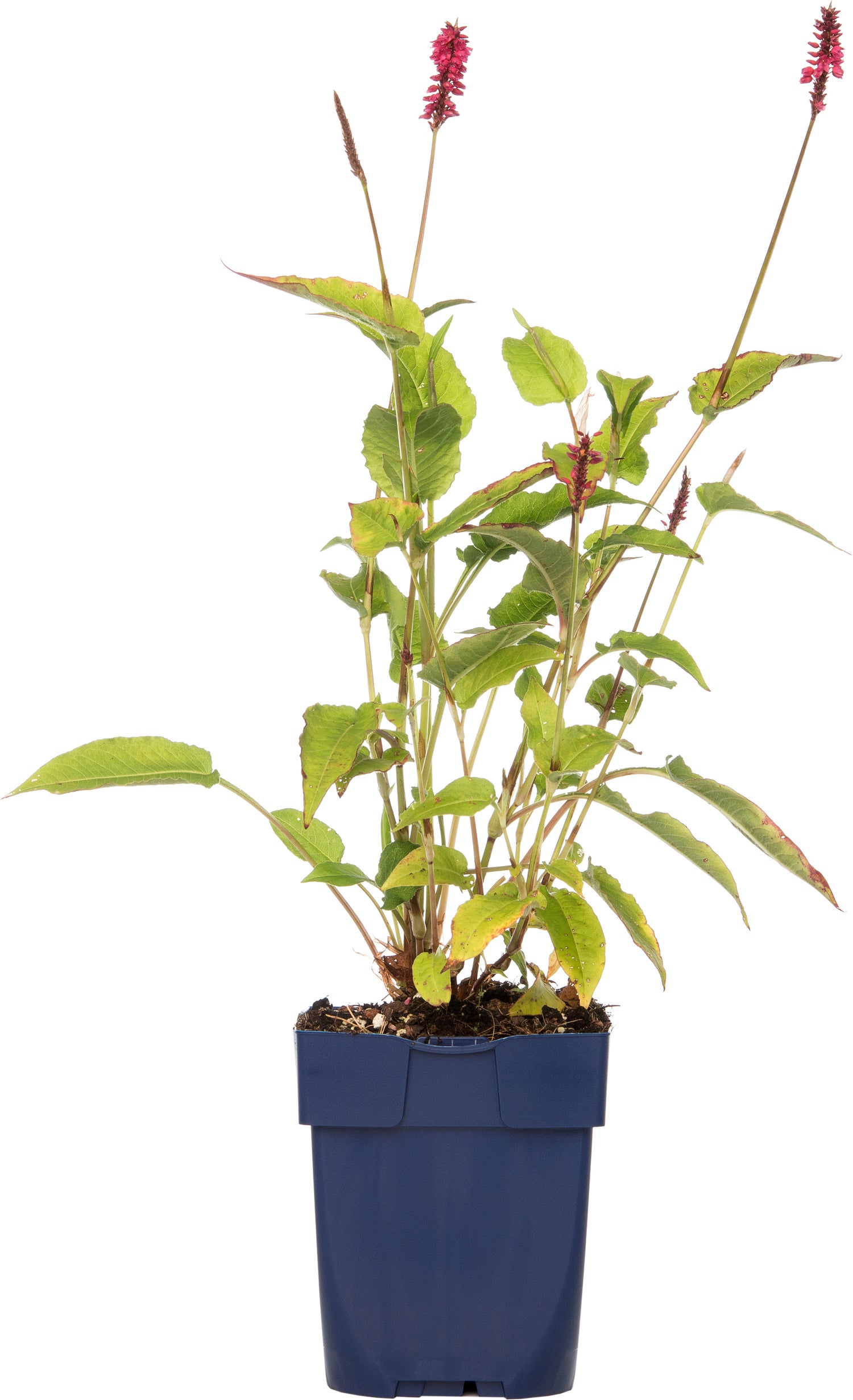 Duizendknoop (Persicaria amplexicaulis 'Lisan') D 11 H 10 cm