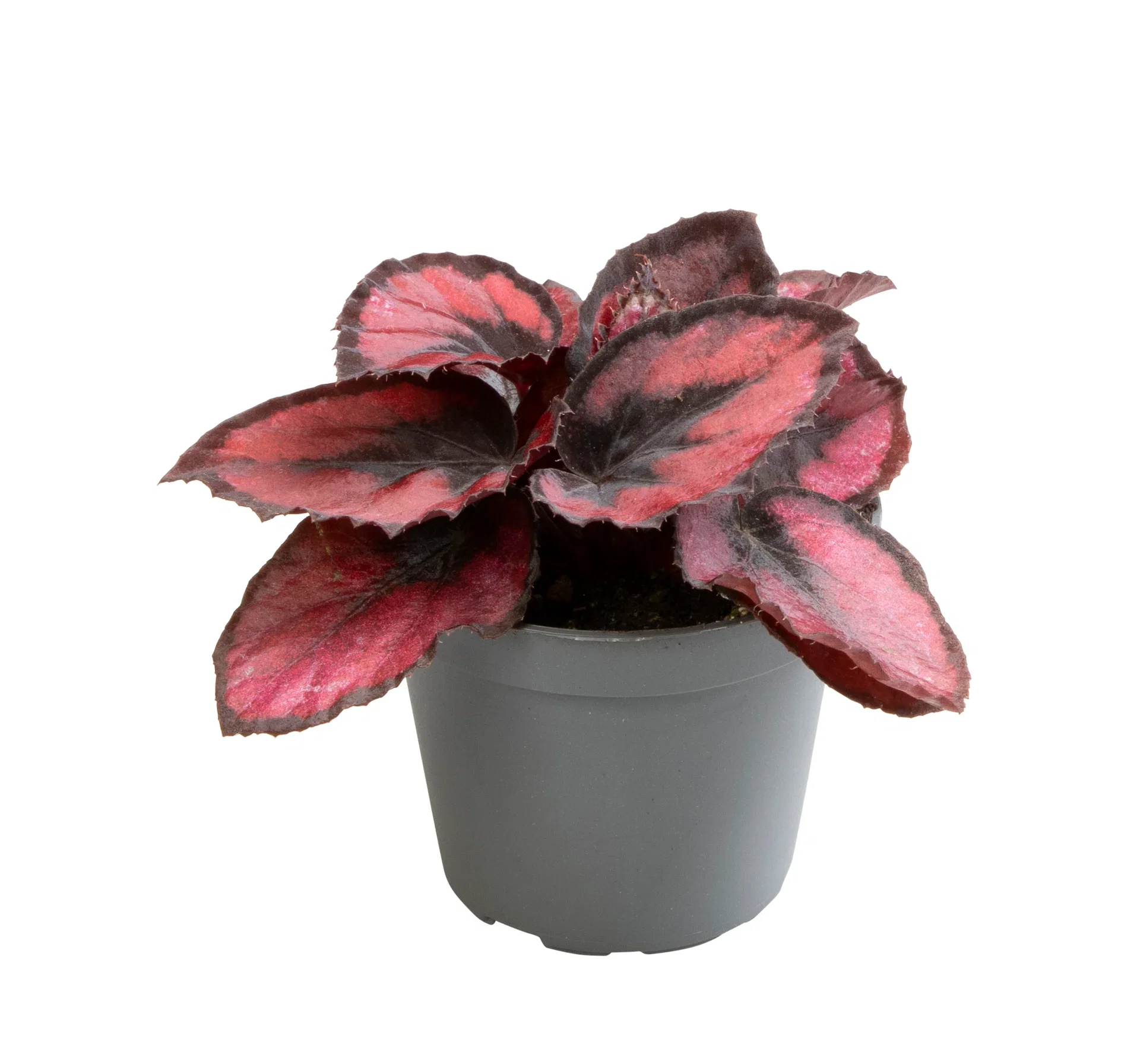 Begonia rex Rexbegonia mini mix Høyde 10 cm