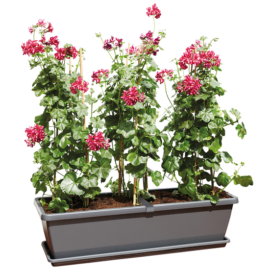 Jardinière barcelona xl en plastique gris anthracite- 59,2x25x20,2