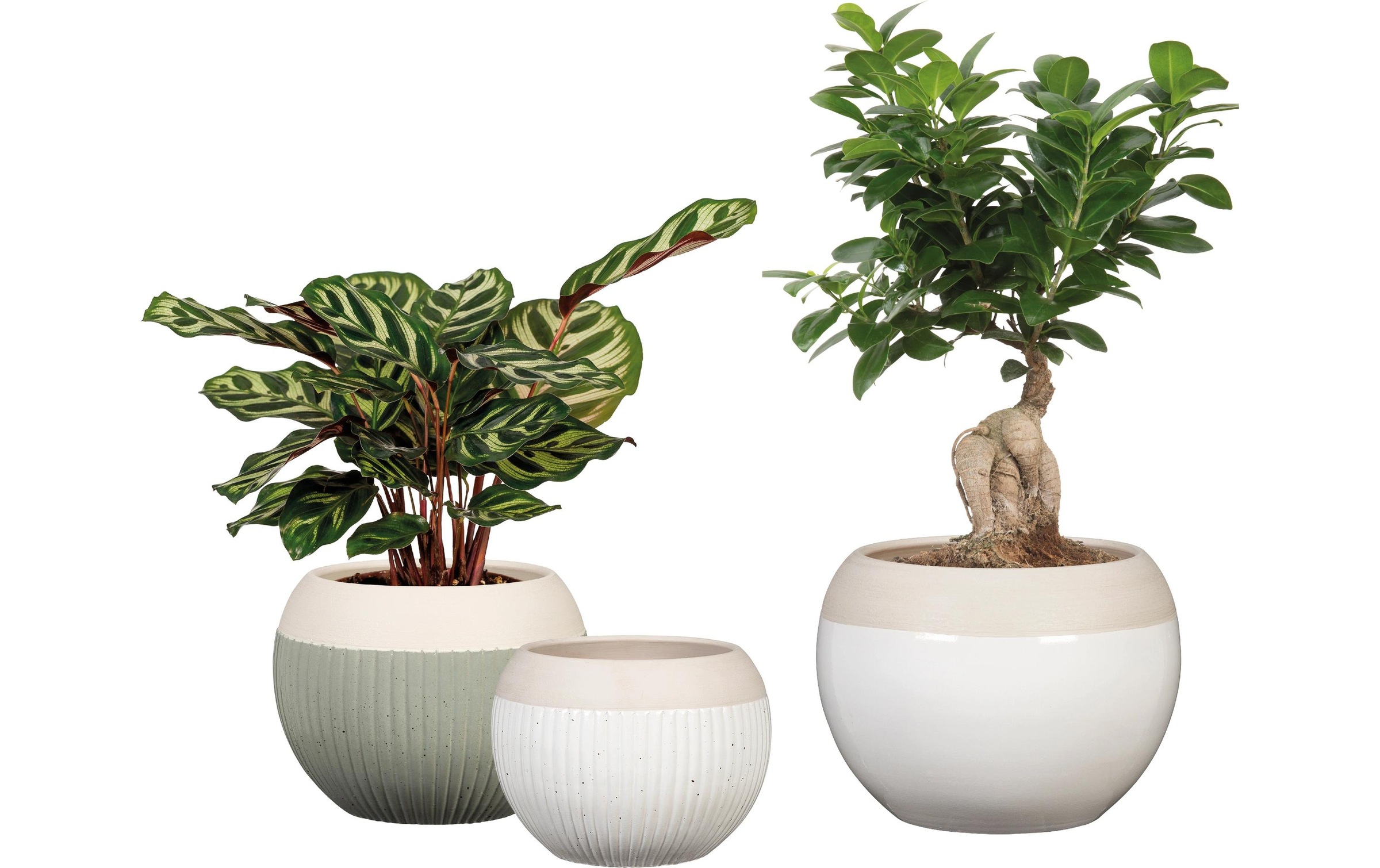Scheurich Blumentopf »Verde 719«