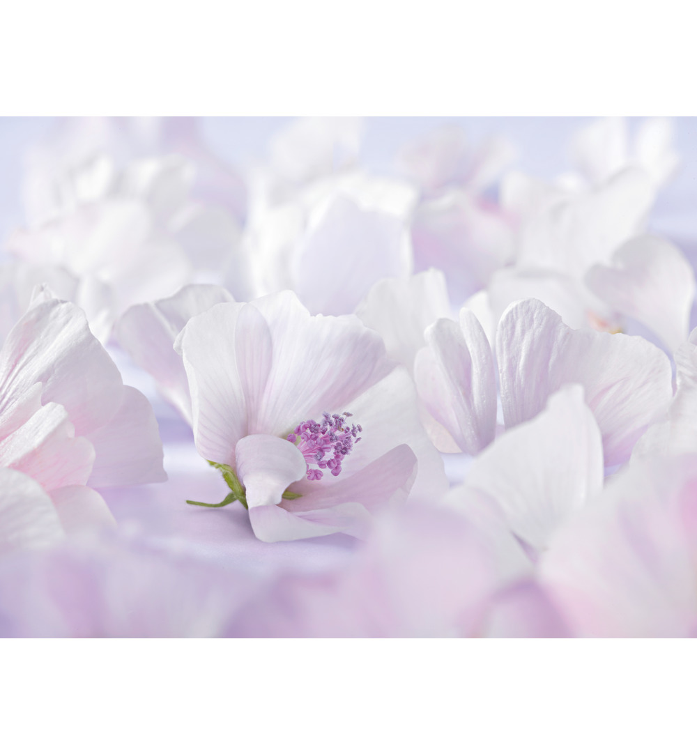 WELEDA Baby witte malva sensitive gezichtscreme (50 ml)