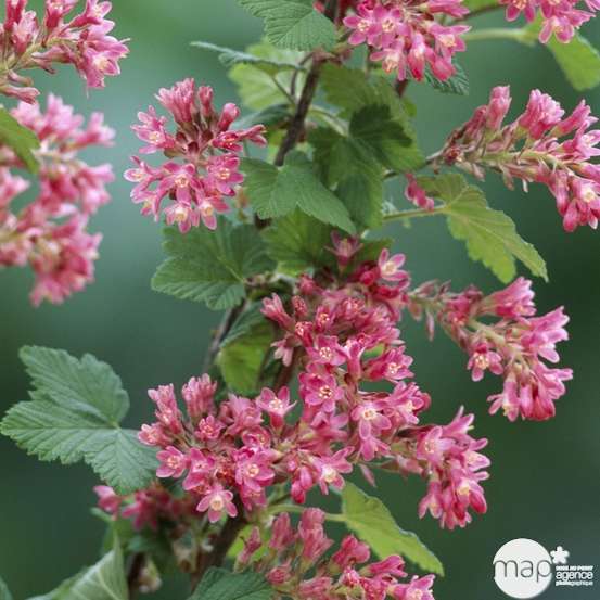 Ribes sanguineum ' King Edward VII : ctr 7 litres