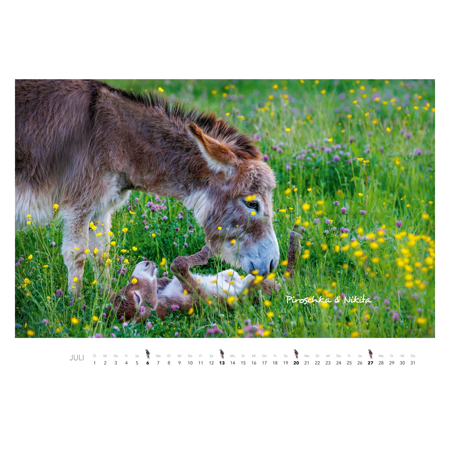 Kalender Esel  - 2025