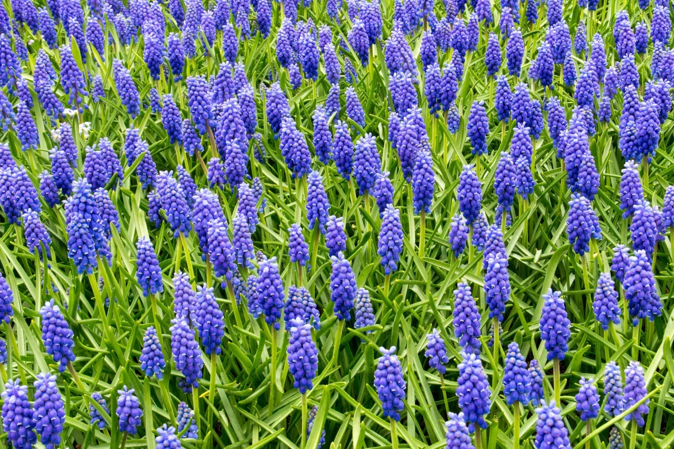 Muscari armeniacum Perleblomst miks ØKO