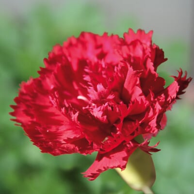 Blumensamen Historische Nelken
