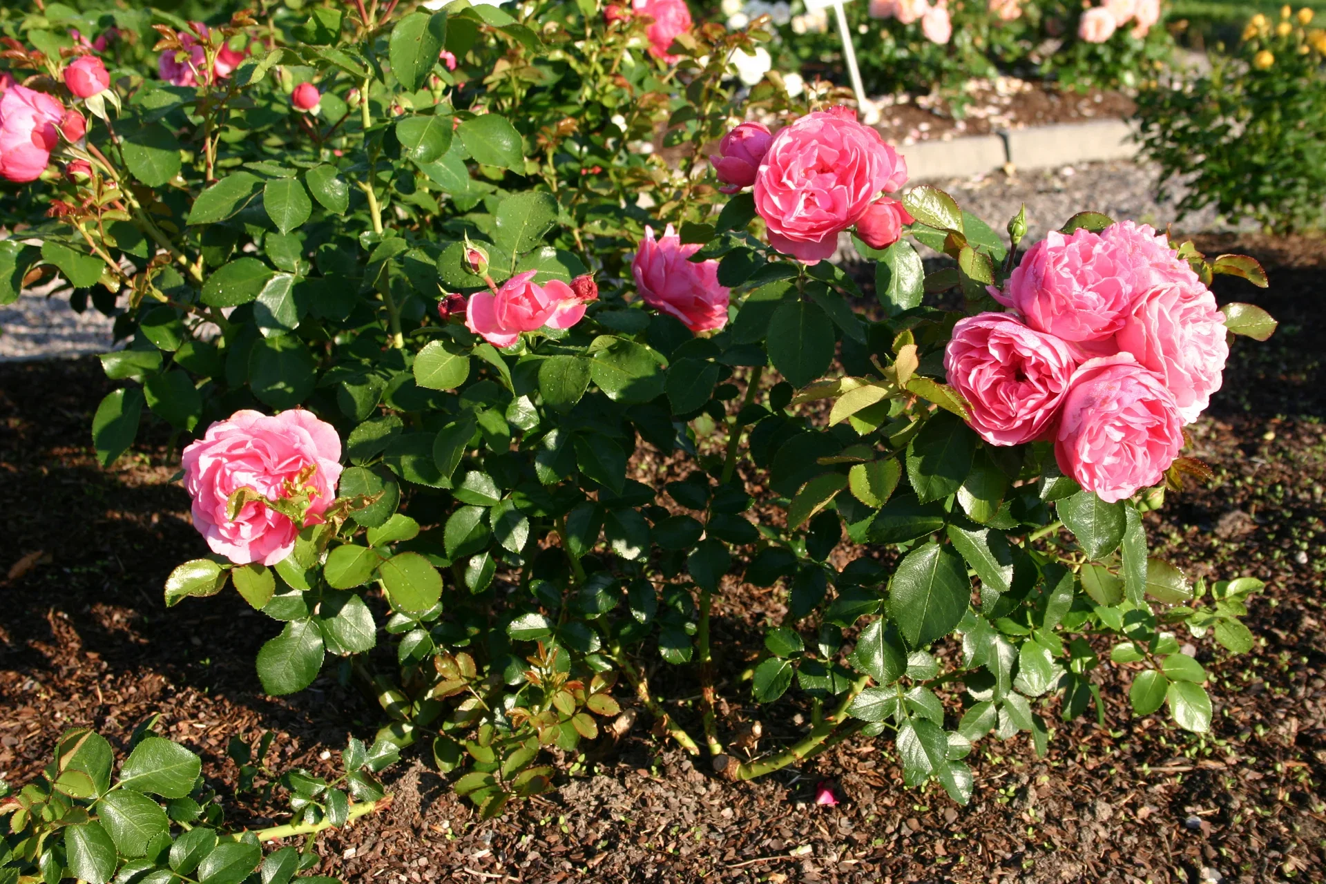 Rosa (Floribunda Group) LEONARDO DA VINCI ('Meideauri') Klaserose 'Leonardo DaVinci' Ø19 cm