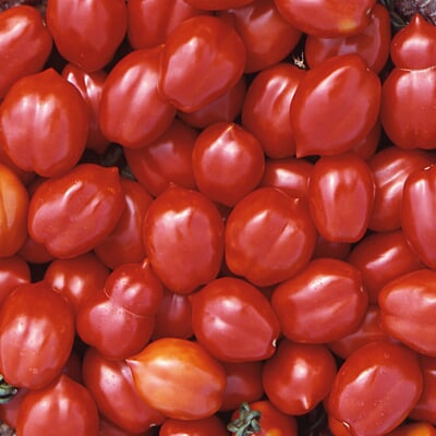 Gemüsesamen Tomaten alte Land- und Haussorten