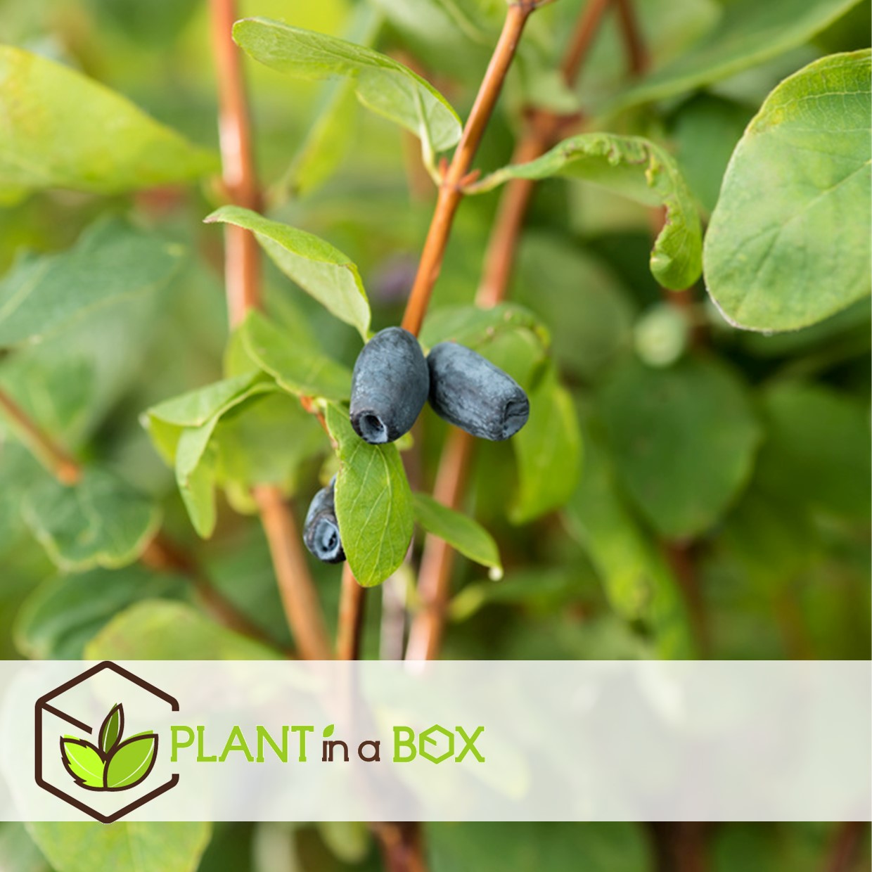 Lonicera kamtchatica - set de 3 - myrtille - pot 9cm - hauteur 25-40cm