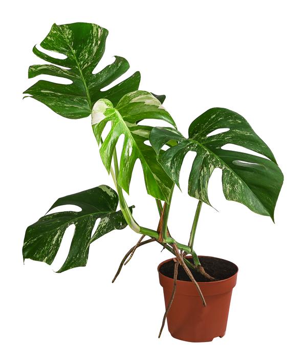 Fensterblatt - Monstera deliciosa 'Variegata',