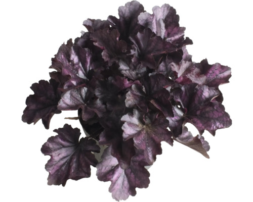 Paarse klokjes Heuchera 'Indian Summer Purple' H 5-20 cm Co 1.5 L